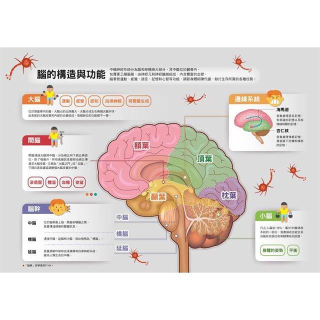 漫畫大英百科【人體醫學7】：學習與大腦